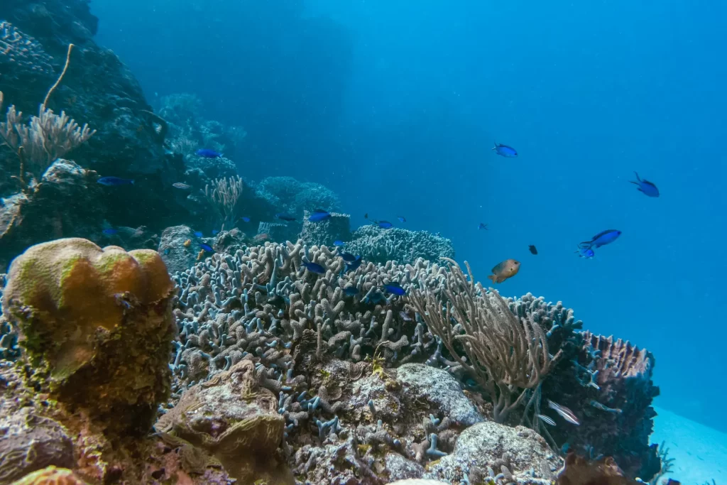 Cozumel snorkel tours