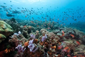 Best reefs to snorkel in Cozumel
